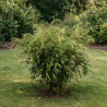 Bambou non traçant Rufa - Fargesia rufa 125/150cm Pot 18L