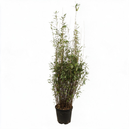 Bambou non traçant Black Pearl - Fargesia nitida Black Pearl 125/145cm Pot 18L