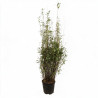 Bambou non traçant Black Pearl - Fargesia nitida Black Pearl 125/145cm Pot 18L