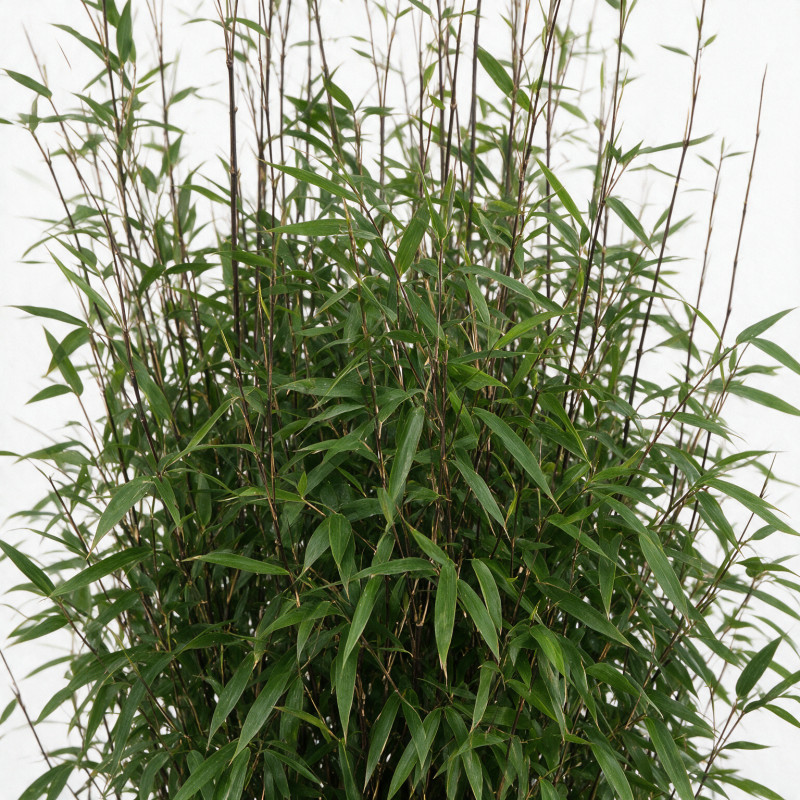 Bambou non traçant Black Pearl - Fargesia nitida Black Pearl 125/145cm Pot 18L