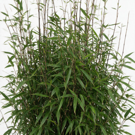 Bambou non traçant Black Pearl - Fargesia nitida Black Pearl 125/145cm Pot 18L