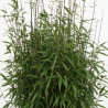 Bambou non traçant Black Pearl - Fargesia nitida Black Pearl 125/145cm Pot 18L