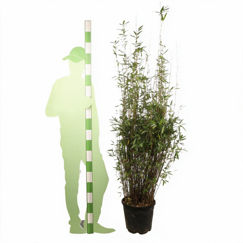 Bambou non traçant Black Pearl - Fargesia nitida Black Pearl 125/145cm Pot 18L