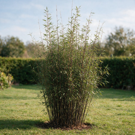 Bambou non traçant Black Pearl - Fargesia nitida Black Pearl 125/145cm Pot 18L