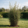 Bambou non traçant Black Pearl - Fargesia nitida Black Pearl 125/145cm Pot 18L