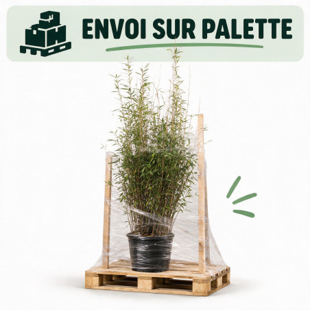 Bambou non traçant Black Pearl - Fargesia nitida Black Pearl 125/145cm Pot 18L