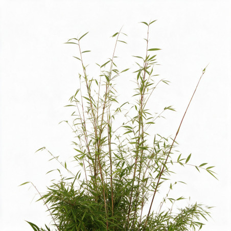 Bambou non traçant - Fargesia angustissima 125/145cm Pot 10L