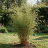 Bambou non traçant - Fargesia angustissima 125/145cm Pot 10L