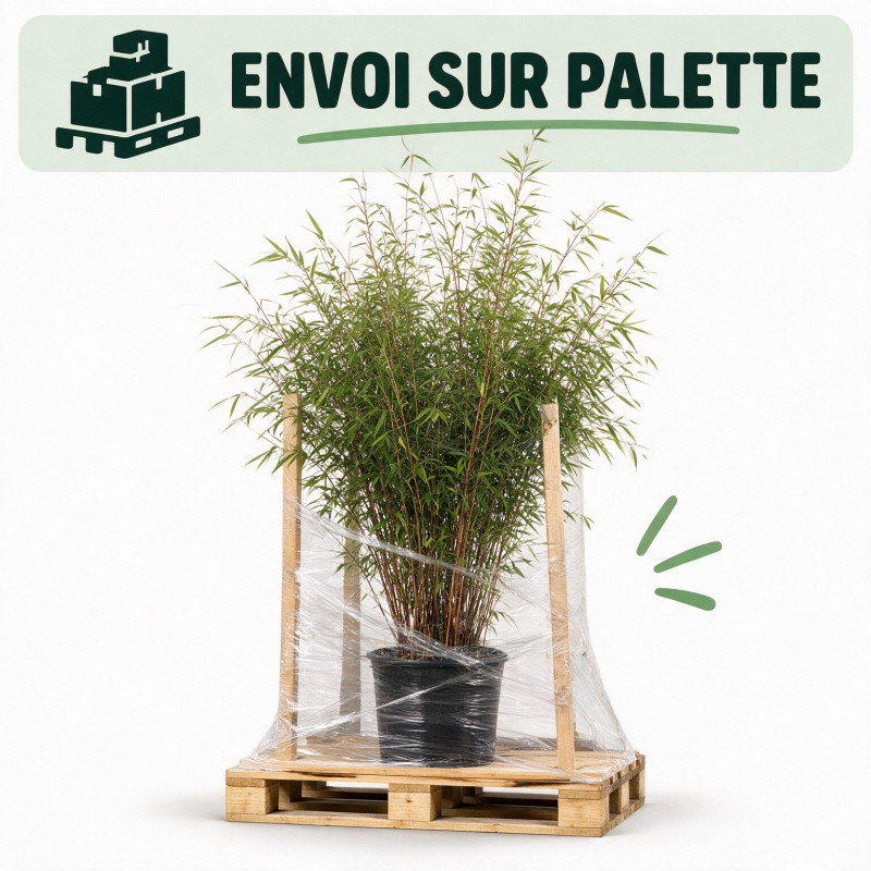 Bambou non traçant - Fargesia angustissima 125/145cm Pot 10L