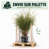 Bambou non traçant - Fargesia angustissima 125/145cm Pot 10L
