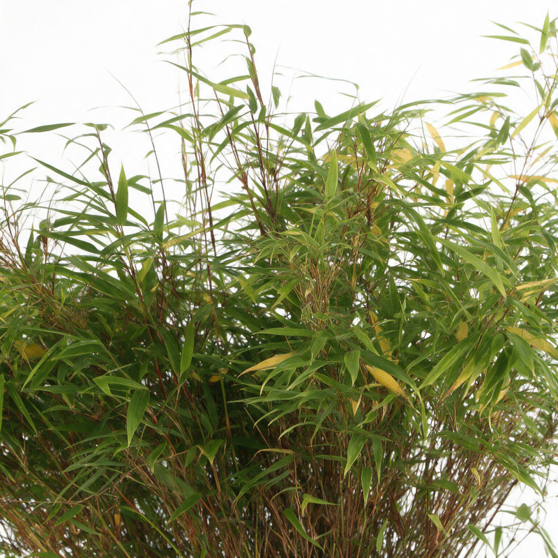 Bambou non traçant Rufa - Fargesia rufa 80/100cm Pot 10L