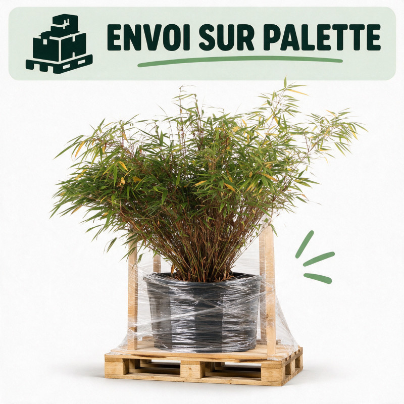 Bambou non traçant Rufa - Fargesia rufa 80/100cm Pot 10L