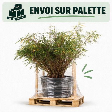 Bambou non traçant Rufa - Fargesia rufa 80/100cm Pot 10L