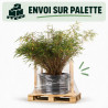 Bambou non traçant Rufa - Fargesia rufa 80/100cm Pot 10L