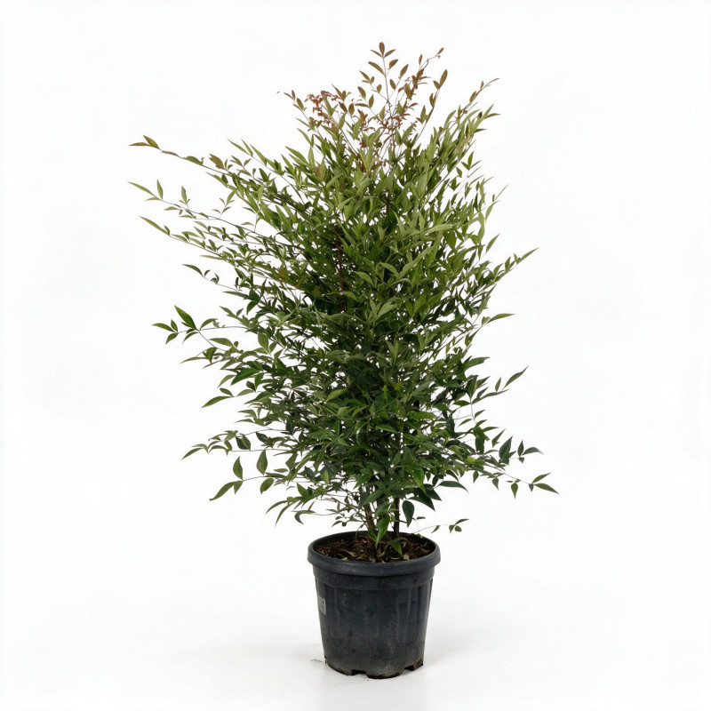 Bambou sacré - Nandina domestica 60/80cm Pot 9L