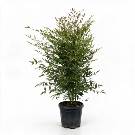 Bambou sacré - Nandina domestica 60/80cm Pot 9L