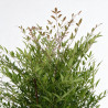 Bambou sacré - Nandina domestica 60/80cm Pot 9L