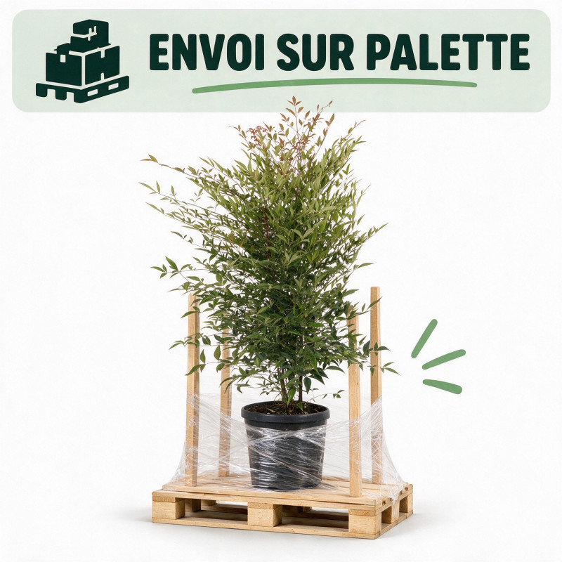 Bambou sacré - Nandina domestica 60/80cm Pot 9L
