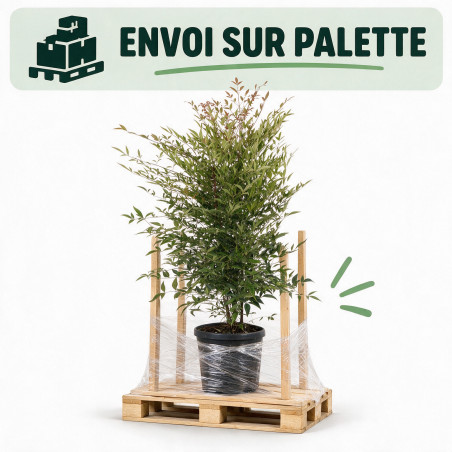 Bambou sacré - Nandina domestica 60/80cm Pot 9L