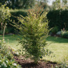 Bambou sacré - Nandina domestica 60/80cm Pot 9L