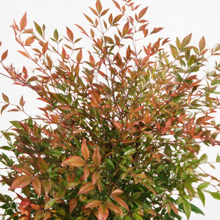 Bambou sacré - Nandina domestica 50/70cm Pot 5L