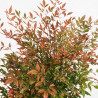 Bambou sacré - Nandina domestica 50/70cm Pot 5L