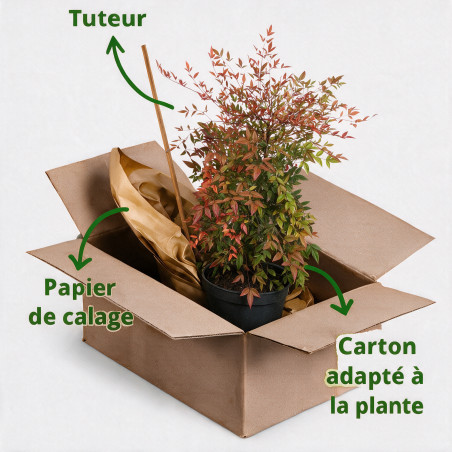 Bambou sacré - Nandina domestica 50/70cm Pot 5L