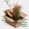 Bambou sacré - Nandina domestica 50/70cm Pot 5L
