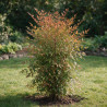 Bambou sacré - Nandina domestica 50/70cm Pot 5L
