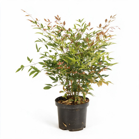 Bambou sacré - Nandina domestica 30/40cm Pot 3L