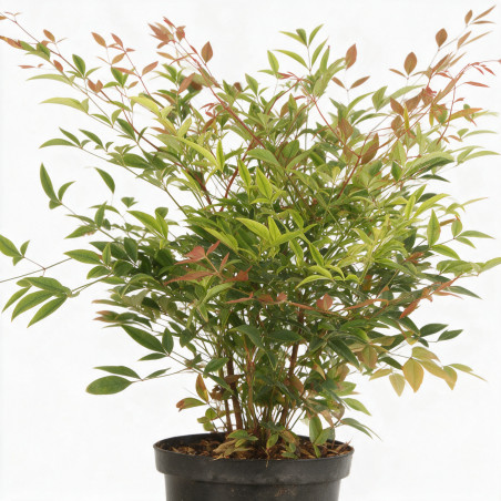 Bambou sacré - Nandina domestica 30/40cm Pot 3L