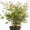 Bambou sacré - Nandina domestica 30/40cm Pot 3L