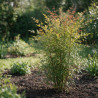 Bambou sacré - Nandina domestica 30/40cm Pot 3L