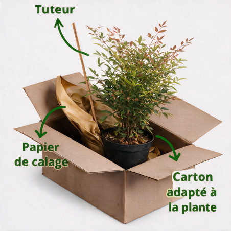 Bambou sacré - Nandina domestica 30/40cm Pot 3L