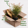 Bambou sacré - Nandina domestica 30/40cm Pot 3L