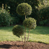 Troène de Delavay - Ligustrum jonandrum 3 boules 40/160cm Pot 30L