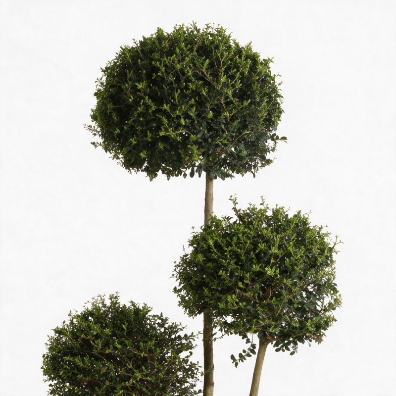 Troène de Delavay - Ligustrum jonandrum 3 boules 40/160cm Pot 30L
