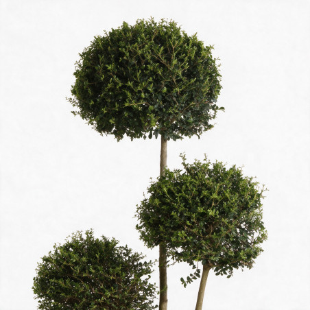 Troène de Delavay - Ligustrum jonandrum 3 boules 40/160cm Pot 30L