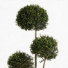 Troène de Delavay - Ligustrum jonandrum 3 boules 40/160cm Pot 30L