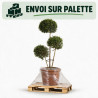 Troène de Delavay - Ligustrum jonandrum 3 boules 40/160cm Pot 30L