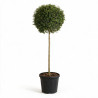 Troène de Delavay 150/160cm - Ligustrum jonandrum Forme Boule 50cm sur tige Pot 20L