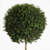 Troène de Delavay 150/160cm - Ligustrum jonandrum Forme Boule 50cm sur tige Pot 20L