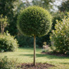 Troène de Delavay 150/160cm - Ligustrum jonandrum Forme Boule 50cm sur tige Pot 20L