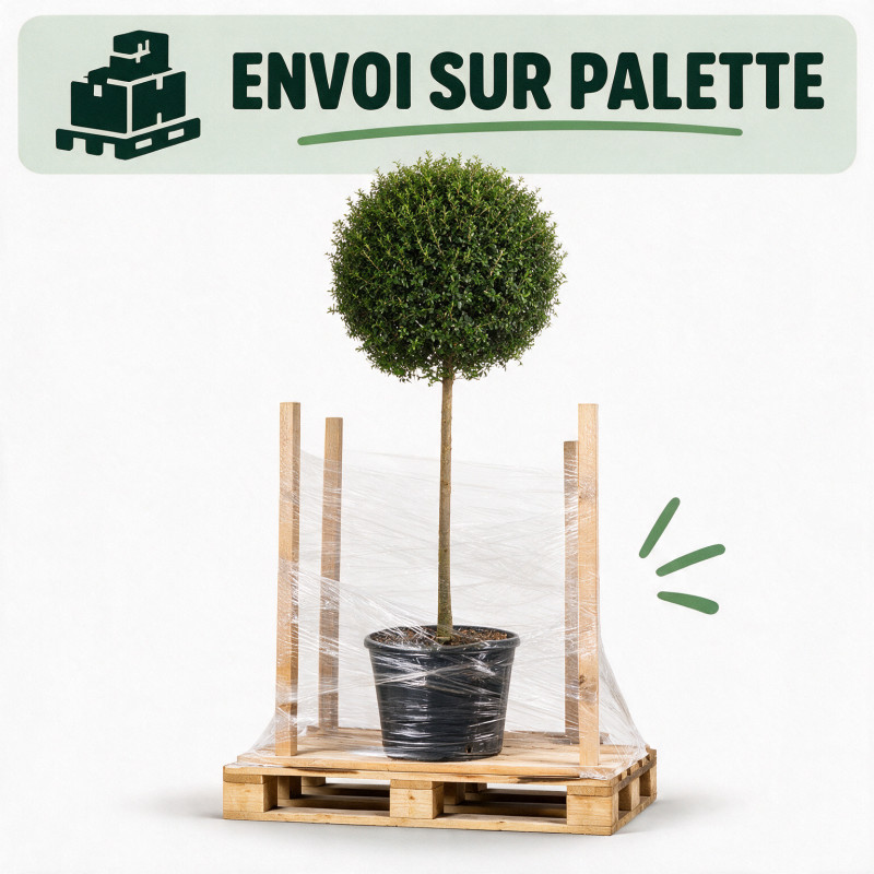 Troène de Delavay 150/160cm - Ligustrum jonandrum Forme Boule 50cm sur tige Pot 20L