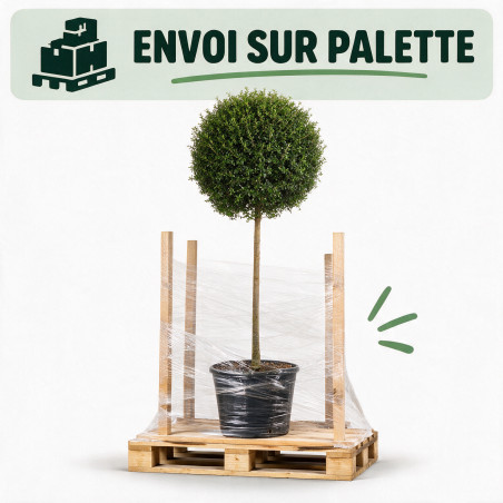 Troène de Delavay 150/160cm - Ligustrum jonandrum Forme Boule 50cm sur tige Pot 20L