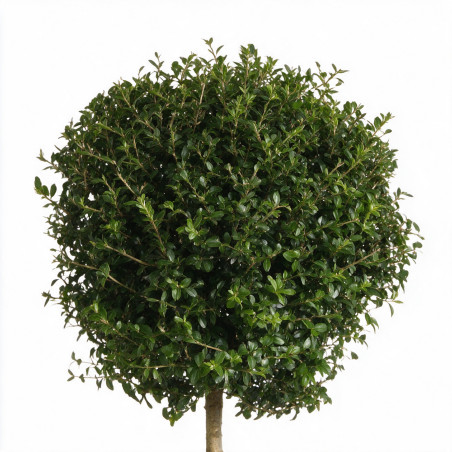 Troène de Delavay - Ligustrum jonandrum Boule 140/160cm Pot 25L
