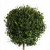 Troène de Delavay - Ligustrum jonandrum Boule 140/160cm Pot 25L