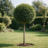 Troène de Delavay - Ligustrum jonandrum Boule 140/160cm Pot 25L
