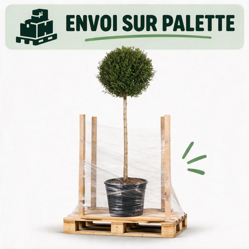 Troène de Delavay - Ligustrum jonandrum Boule 140/160cm Pot 25L