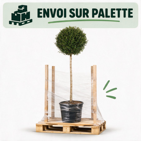 Troène de Delavay - Ligustrum jonandrum Boule 140/160cm Pot 25L